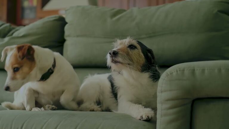 Agriturismo Pet-Friendly: Vacanze con i Cani